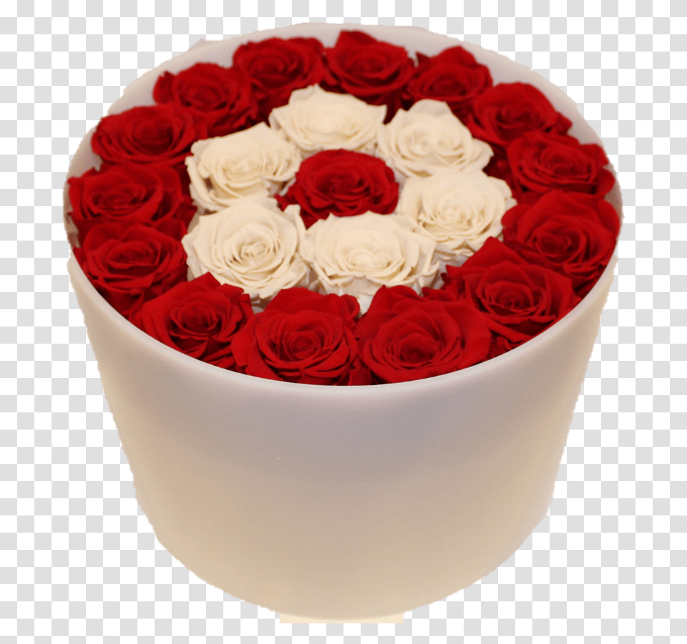 Forever Rose Background, Plant, Flower, Blossom Transparent Png
