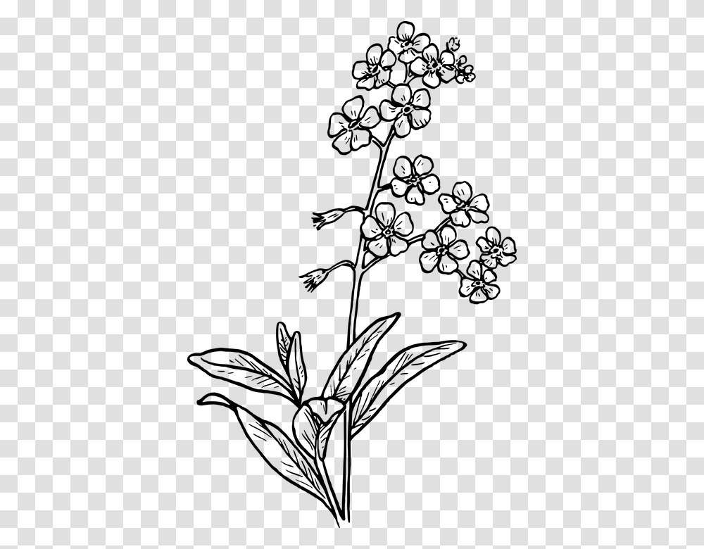 Forget Me Not Flower Drawing, Gray, World Of Warcraft Transparent Png