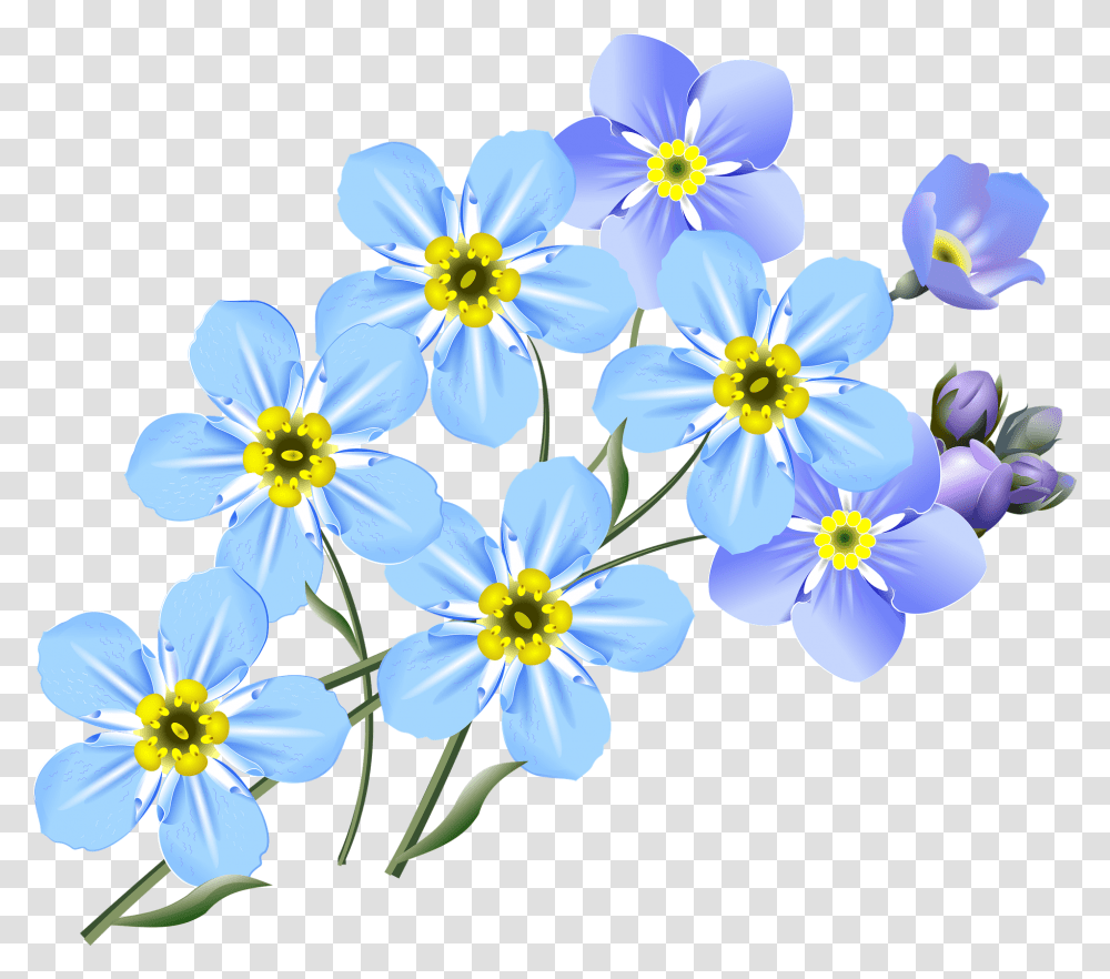 Forget Me Not Flower Drawing, Plant, Anemone, Blossom, Pollen Transparent Png