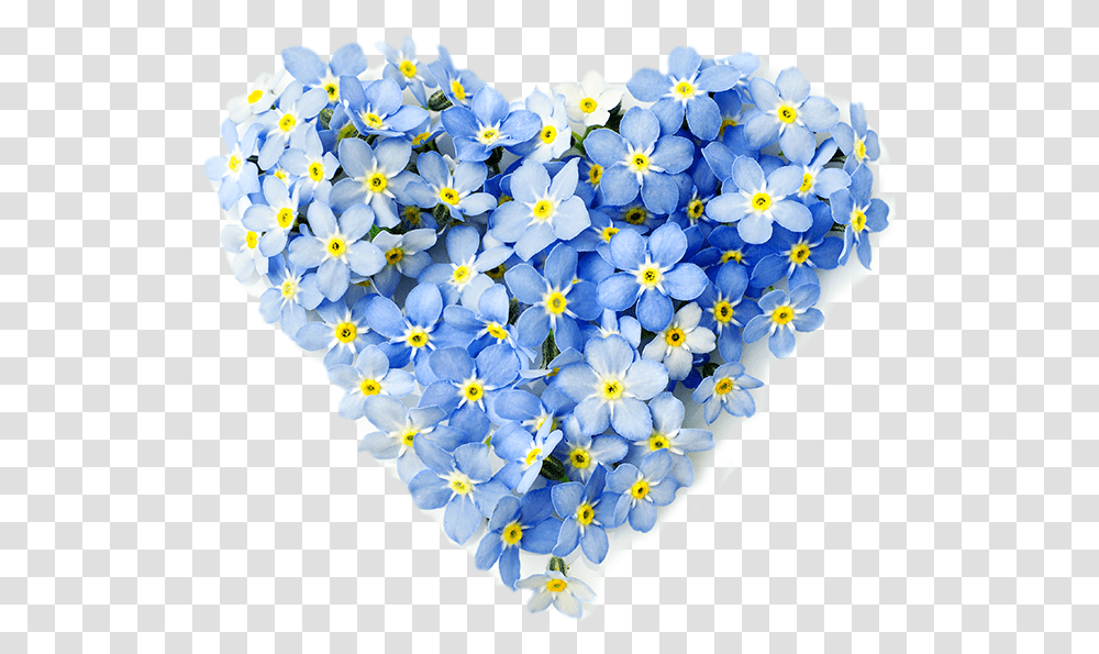 Forget Me Not Flower Vergeetmenietjes Hart, Plant, Blossom, Petal, Geranium Transparent Png