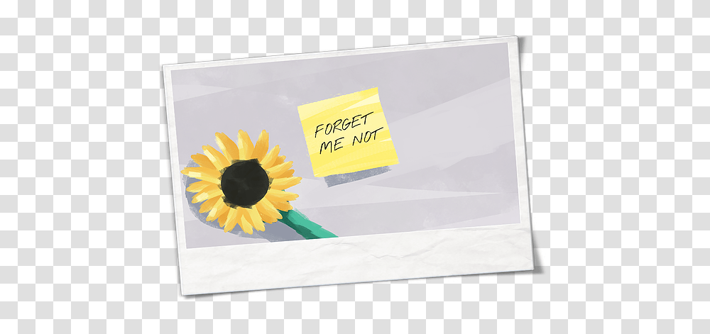 Forget Me Not Sunflower, Plant, Petal, Text, Daisy Transparent Png