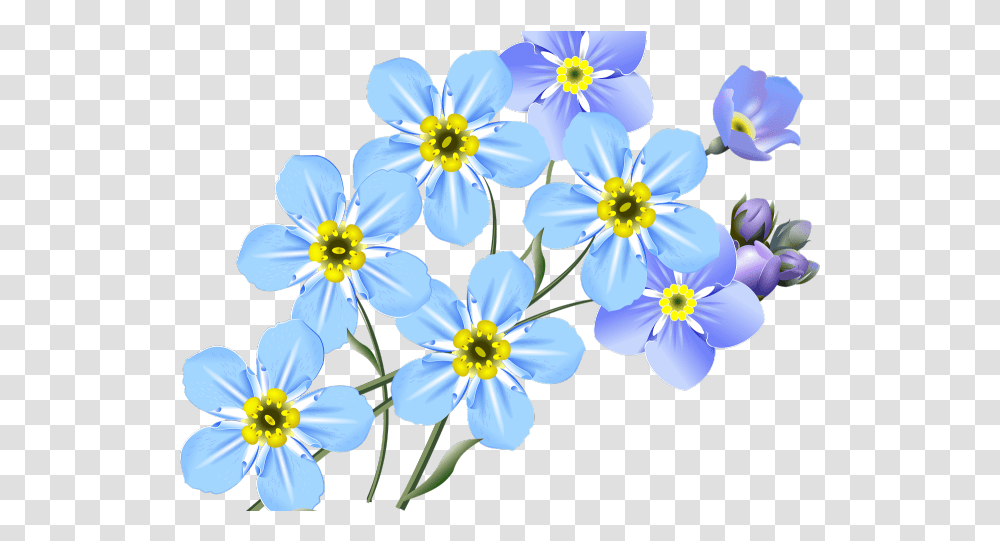 Forget Me Nots Clipart Flower Forget Me Not Drawing, Plant, Anemone, Blossom, Anther Transparent Png