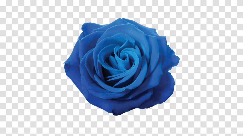 Forgetmenot Blue Roses, Flower, Plant, Blossom Transparent Png