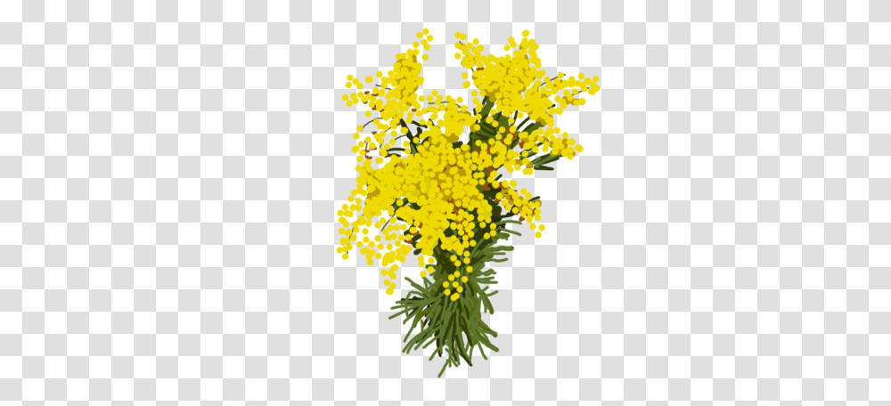 Forgetmenot Flowers, Plant, Blossom, Pollen, Mimosa Transparent Png