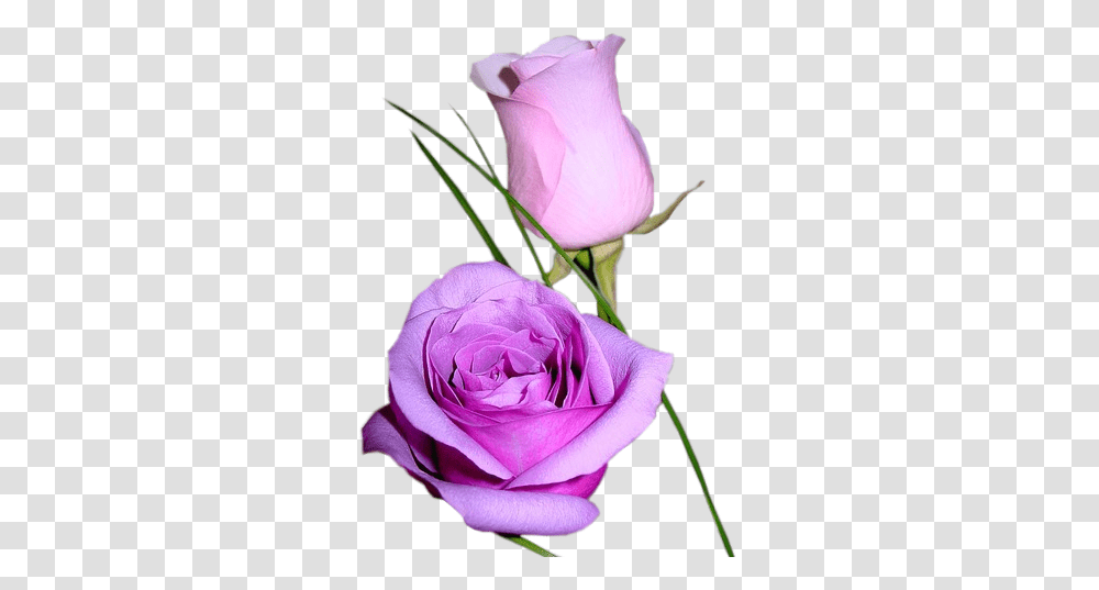 Forgetmenot Purple Roses, Flower, Plant, Blossom Transparent Png