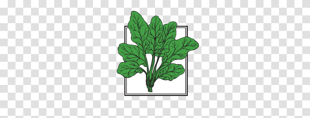 Forgetmenot Vegetables, Plant, Food, Spinach, Produce Transparent Png