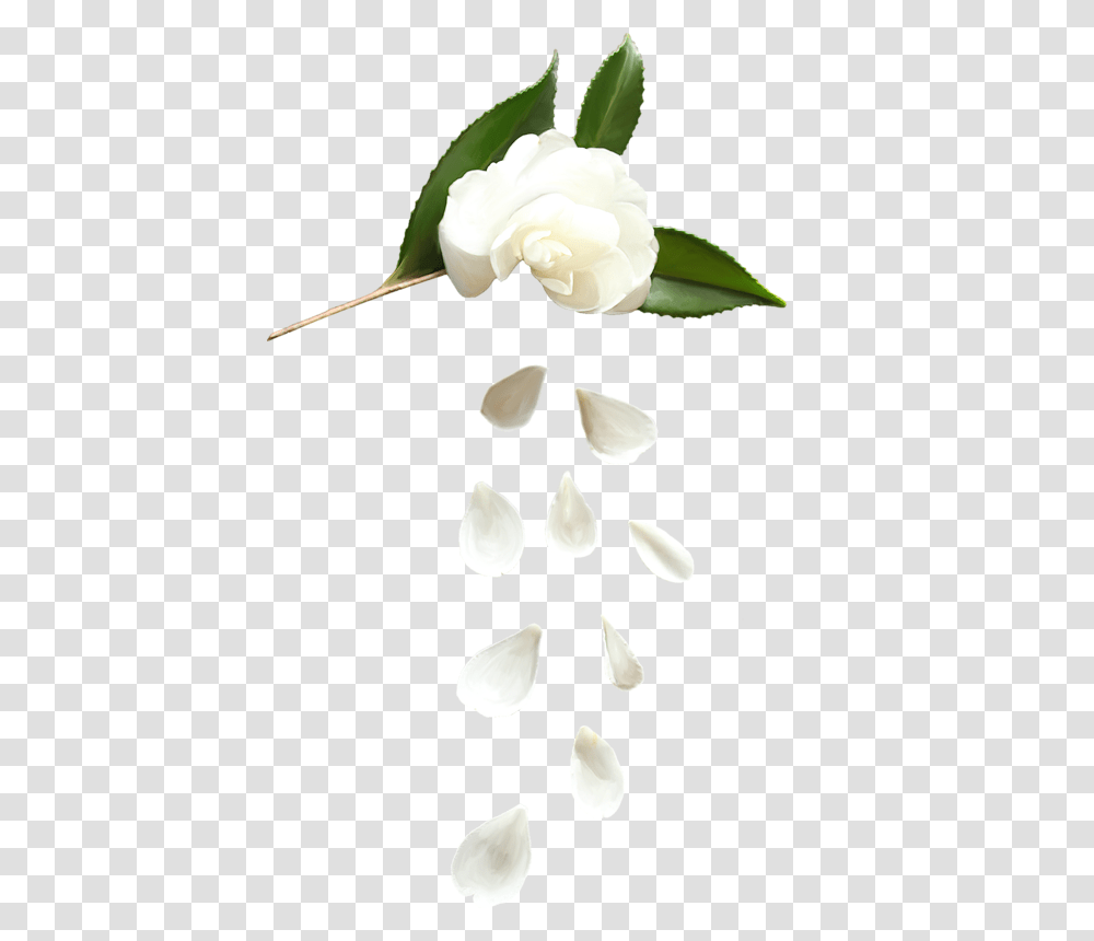 Forgetmenot White Flower Petals, Plant, Rose, Araceae, Bud Transparent Png