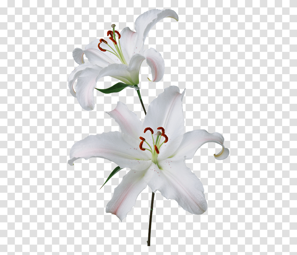 Forgetmenot White Lilies, Plant, Flower, Blossom, Lily Transparent Png