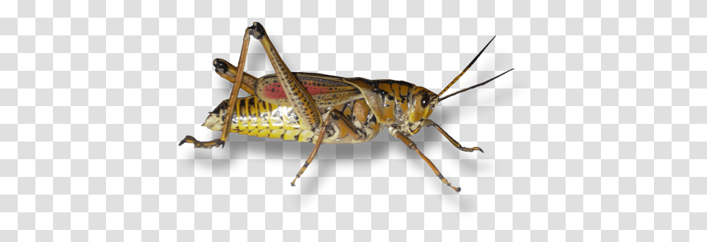 Form Of A Grasshopper Can We Appreciate Brown Grasshopper, Insect, Invertebrate, Animal, Grasshoper Transparent Png