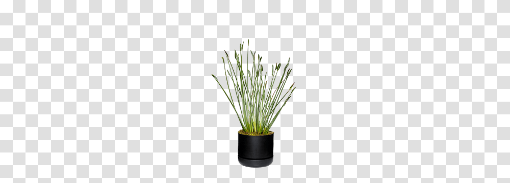 Formal Luxe, Plant, Grass, Flower, Blossom Transparent Png