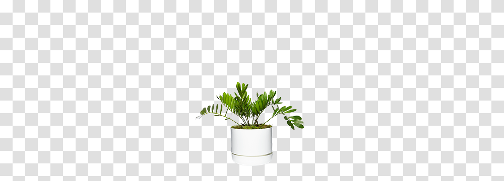 Formal Luxe, Plant, Leaf, Pot Transparent Png