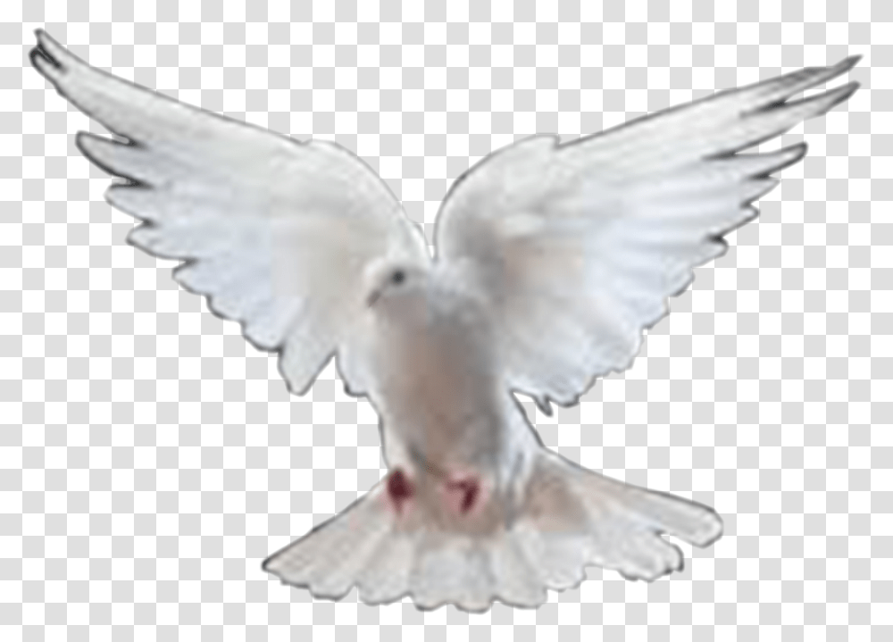 Format Birds Hd, Animal, Dove, Pigeon Transparent Png