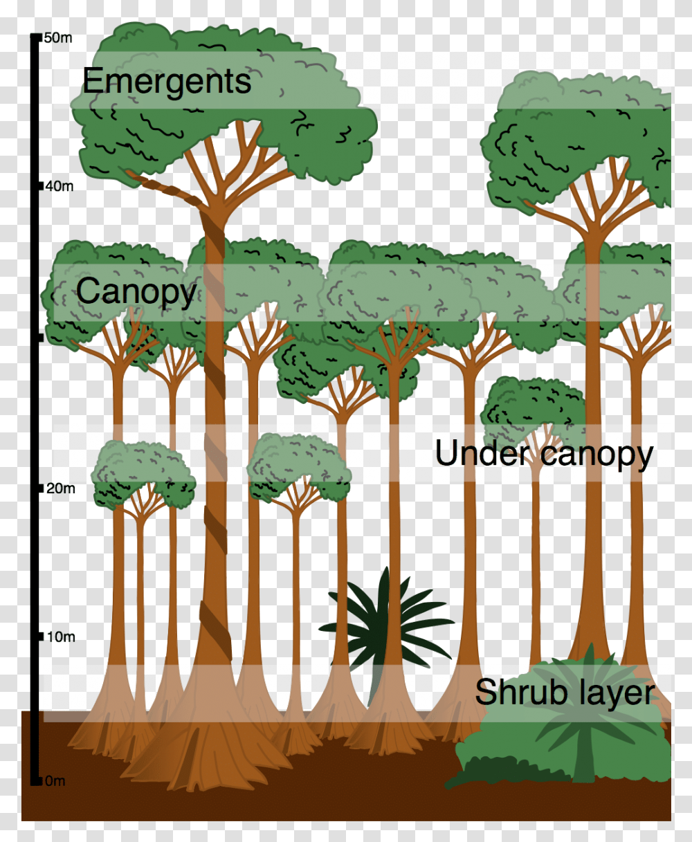 Format Definition Sun In The Forest Structure Of The Rainforest, Plant, Root, Tree, Vegetation Transparent Png