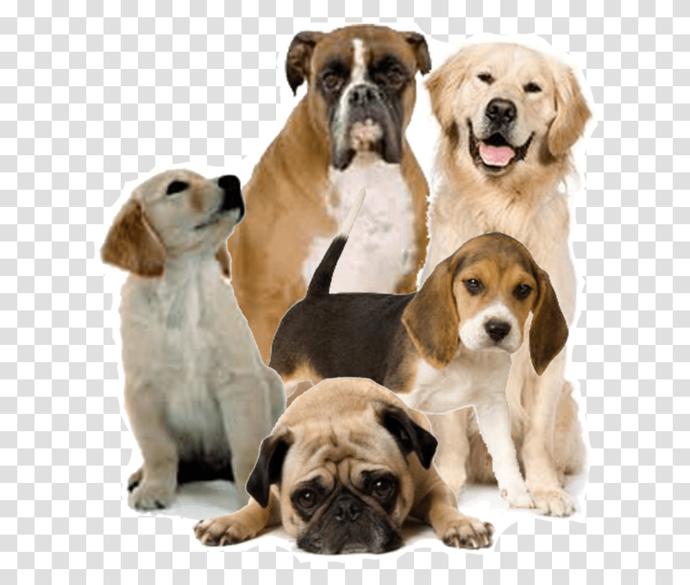 Format Dog, Canine, Mammal, Animal, Pet Transparent Png
