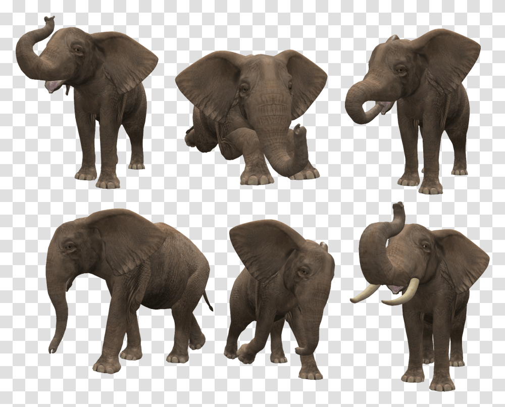 Format Elephant, Wildlife, Mammal, Animal, Ivory Transparent Png