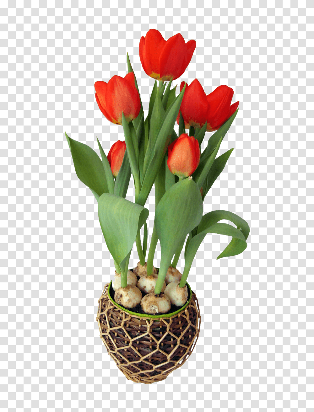 Format Flower Pot Clipart Format Flower Pot, Plant, Blossom, Flower Arrangement, Flower Bouquet Transparent Png