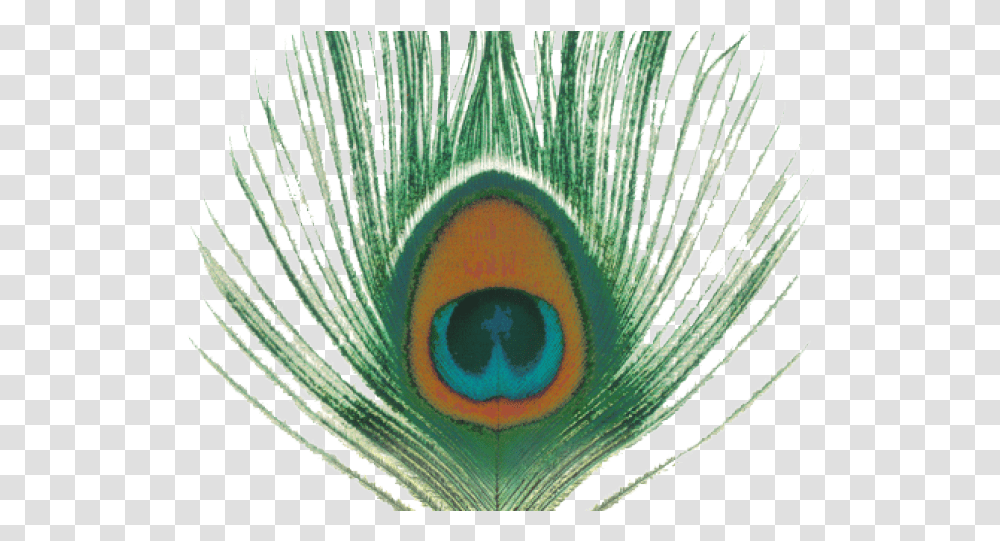 Format Hd Peacock Feather, Rug, Plant, Photography, Animal Transparent Png