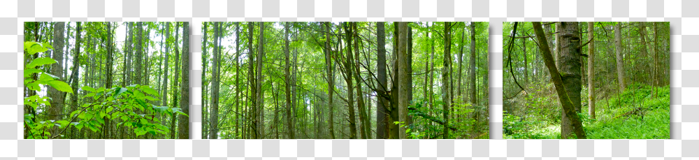 Forrest, Vegetation, Plant, Woodland, Tree Transparent Png