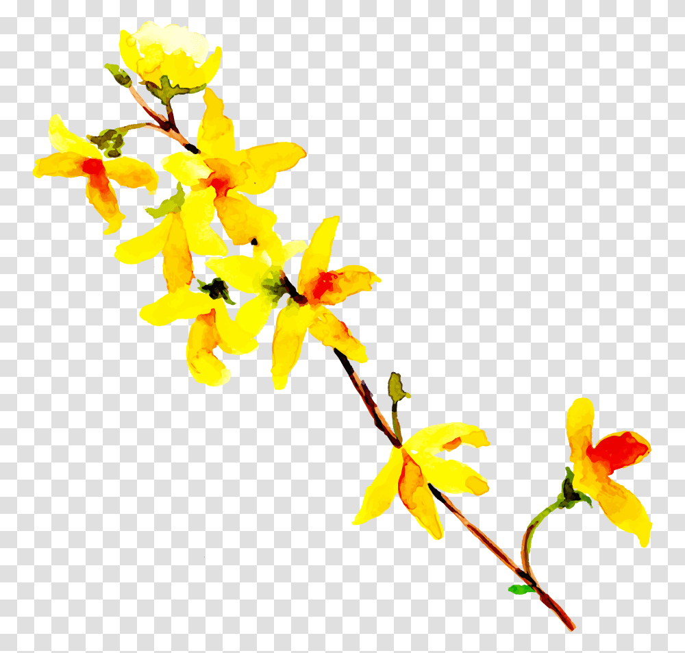 Forsythia, Plant, Petal, Flower, Blossom Transparent Png