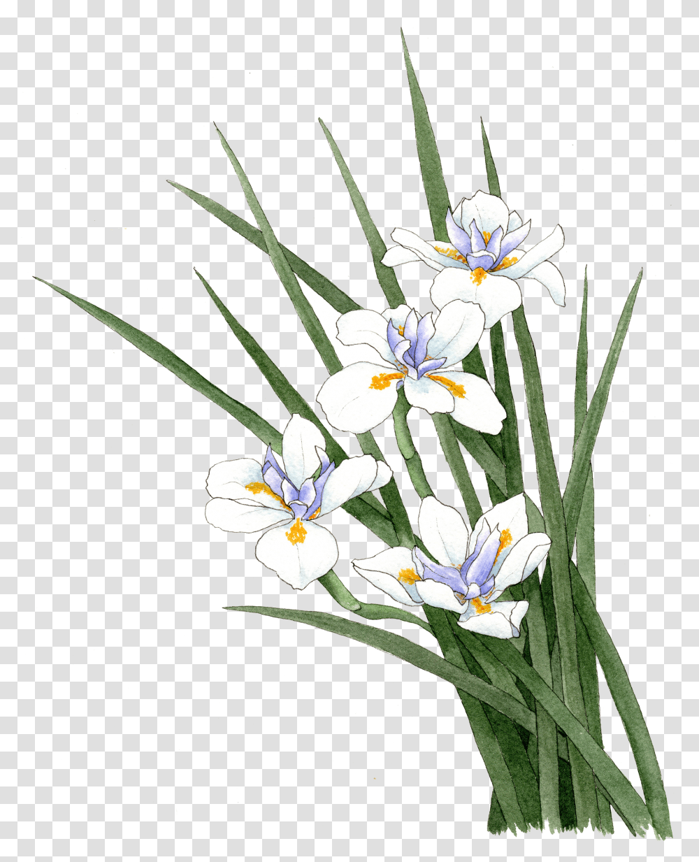 Fortnight Lily Snow Crocus, Plant, Flower, Blossom, Amaryllidaceae Transparent Png