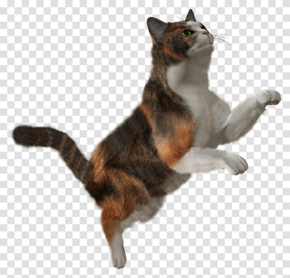 Forty Isolated Stock Photo Falling Cat, Mammal, Animal, Pet, Abyssinian Transparent Png