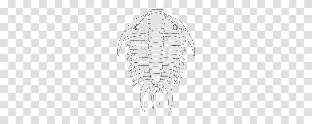 Fossil Animals, X-Ray, Ct Scan, Medical Imaging X-Ray Film Transparent Png