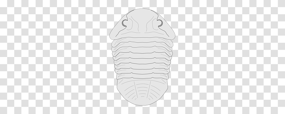 Fossil Pillow, Cushion, Outdoors Transparent Png