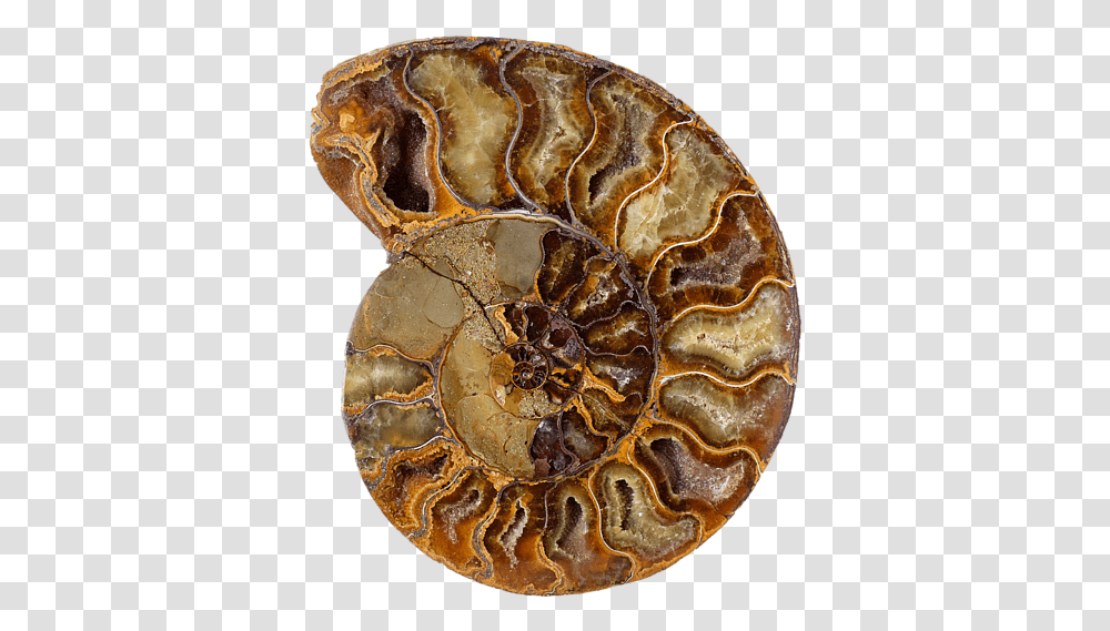 Fossil Background, Ornament, Jewelry, Accessories, Accessory Transparent Png