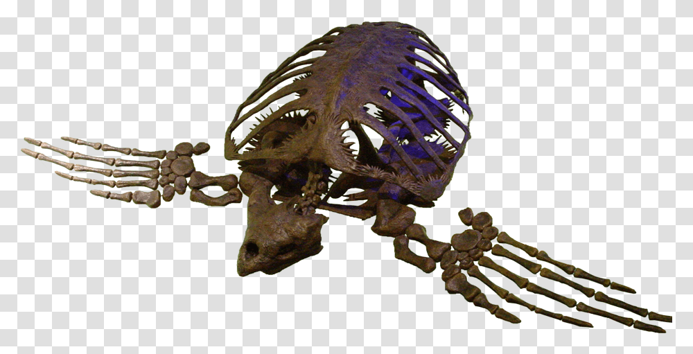 Fossil Fossile Archelon, Dinosaur, Reptile, Animal, T-Rex Transparent Png