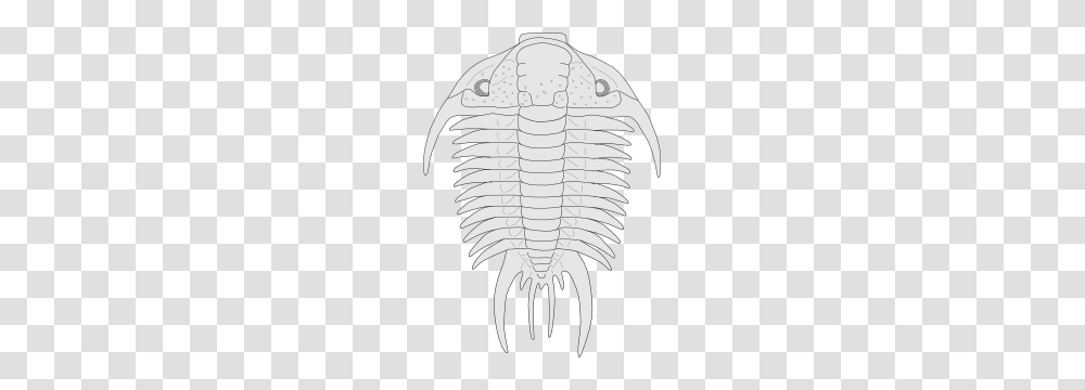 Fossil Of The Asaphus Species Clip Art, Skeleton, Teeth, Mouth Transparent Png