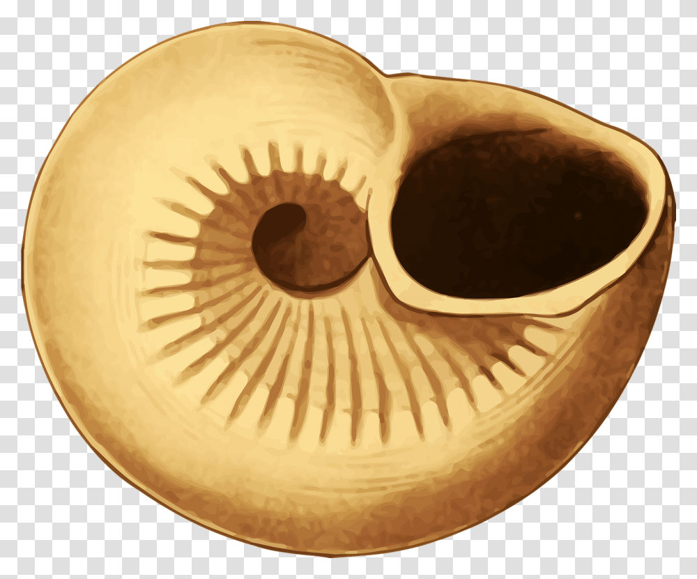 Fossil, Pottery, Soil, Archaeology Transparent Png