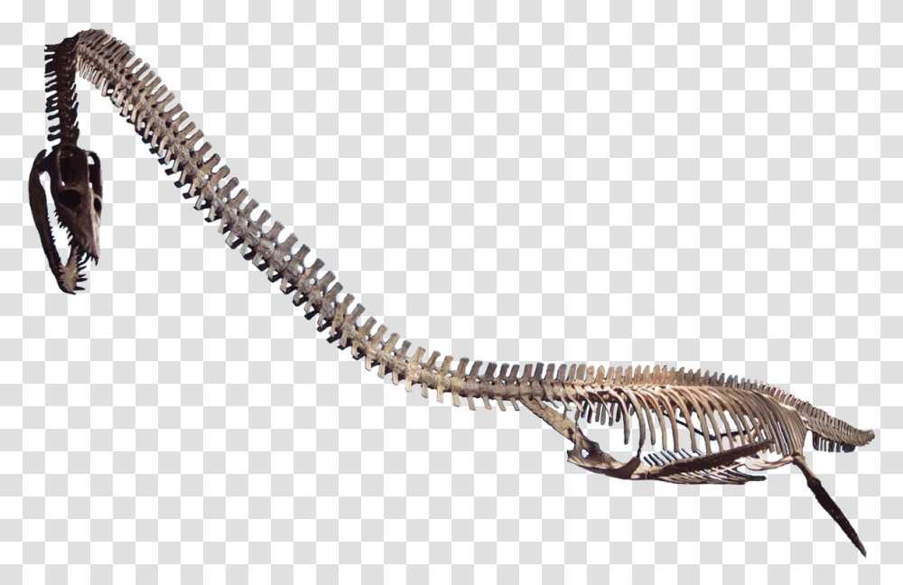 Fossils Clipart Elasmosaurus Antarctica, Skeleton Transparent Png