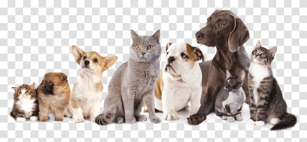 Foster Cats And Dogs, Pet, Animal, Mammal, Canine Transparent Png