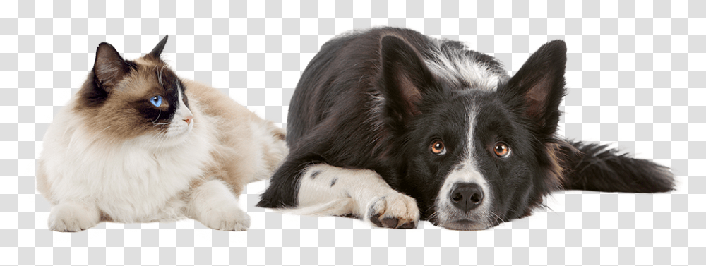 Fostering Production Animals, Dog, Pet, Canine, Mammal Transparent Png