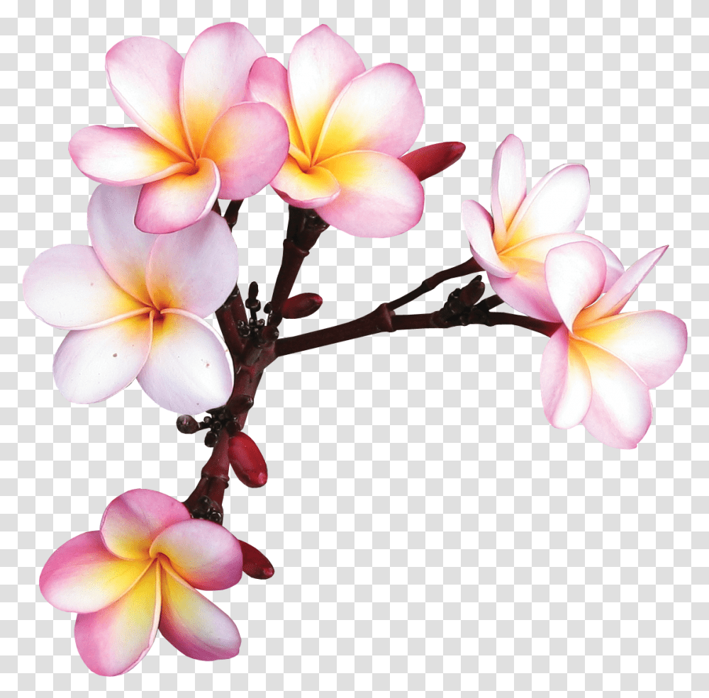 Fotki Exotic Flowers Tropical Flowers Colorful Flowers Frangipani Drawing, Geranium, Plant, Blossom, Petal Transparent Png