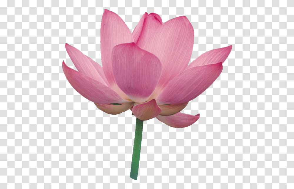 Fotki Flower Clipart Rose Colored Glasses Lotus Flower Lily Flower Clip Art, Plant, Blossom, Pond Lily, Dahlia Transparent Png