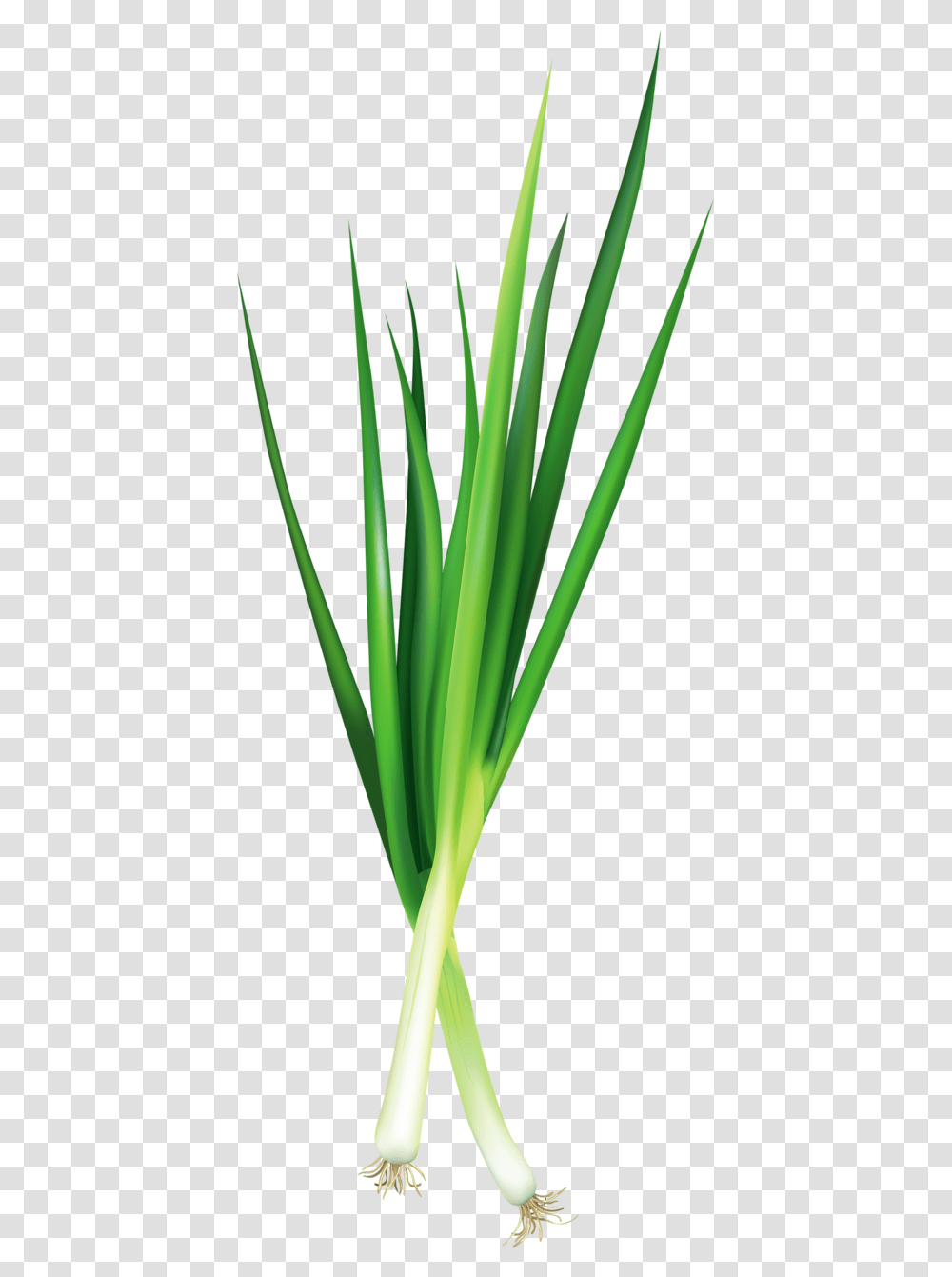 Fotki Vegetable Pictures Food Stickers Green Onions Green Onion, Plant, Produce, Leek, Flower Transparent Png