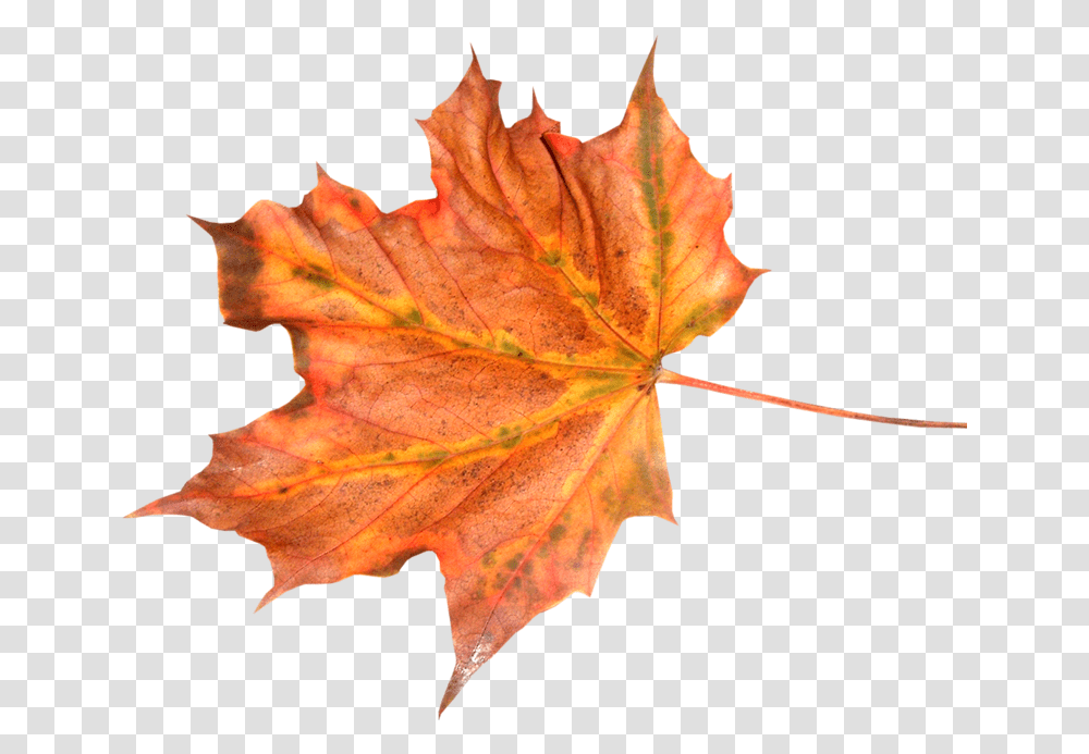 Foto Avtor Manul Na Yandeks Autumn Leaf Texture, Plant, Tree, Maple, Maple Leaf Transparent Png