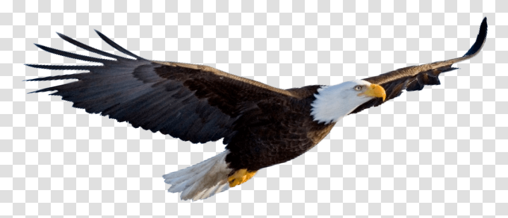 Foto De Aguila Americana Aguila, Bird, Animal, Eagle, Bald Eagle Transparent Png