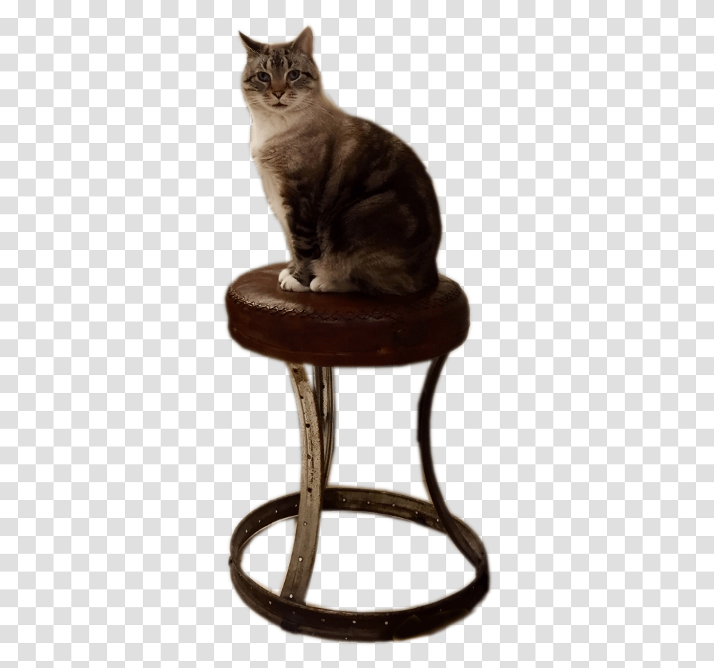 Foto February Day 14 Happy Birthday Thaddeus Happy Bar Stool, Furniture, Chair, Cat, Pet Transparent Png
