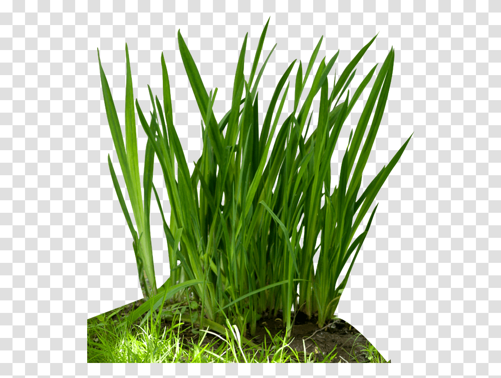 Fountain Grass Grass Food Chain, Plant, Produce, Flower, Blossom Transparent Png