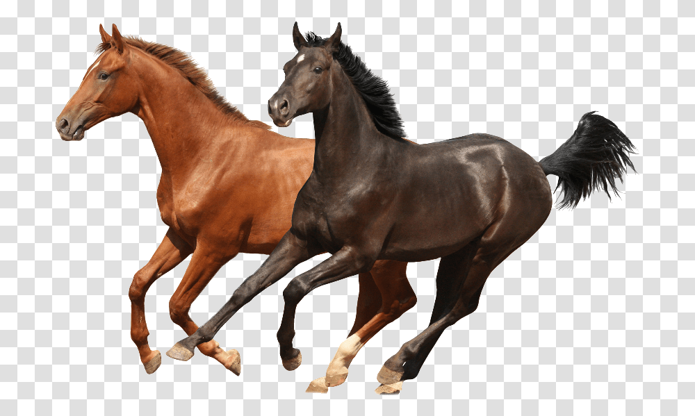 Four Horse Runing Photo Horses, Mammal, Animal, Stallion, Andalusian Horse Transparent Png