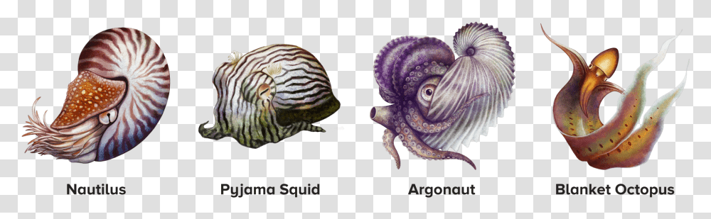 Four Illustrated Cephalopods Including The Nautilus Illustration, Sea Life, Animal, Invertebrate, Octopus Transparent Png