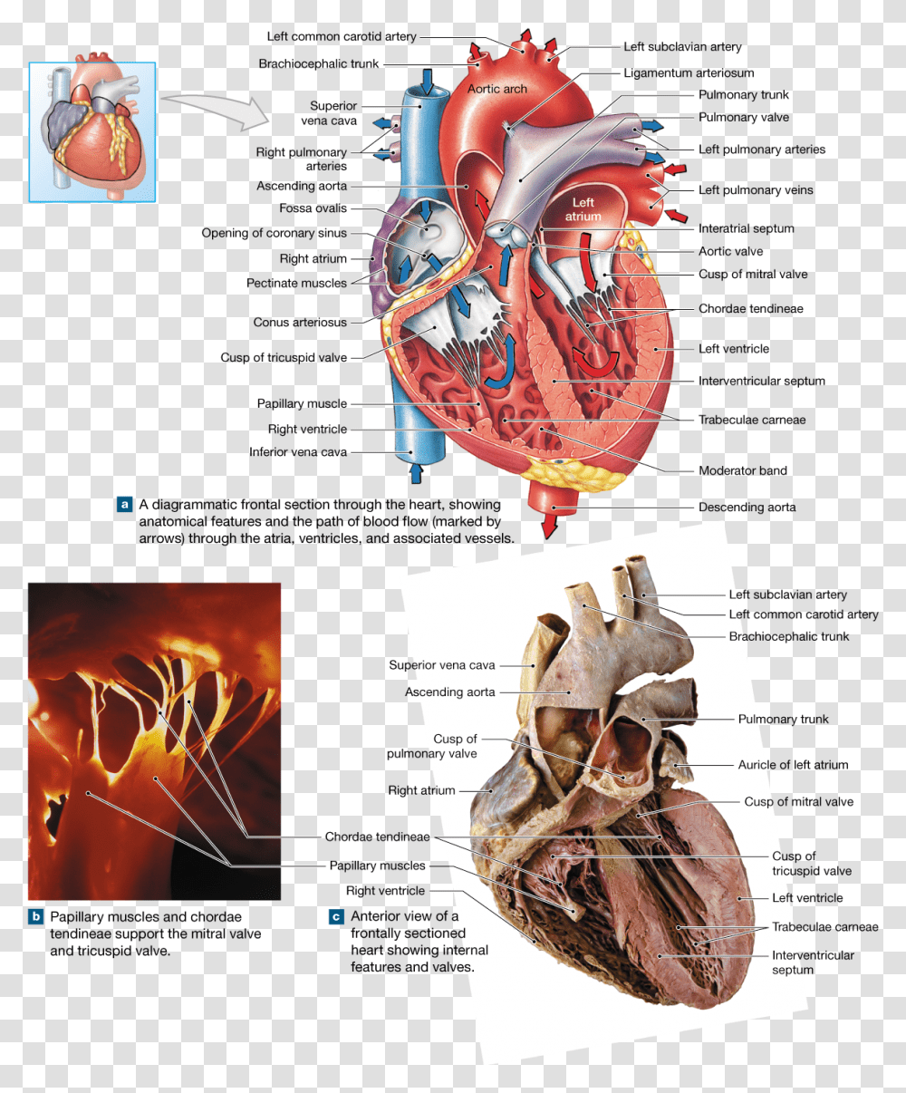 Four Labelled Dissection Of A Heart, Text, Advertisement, Clothing, Apparel Transparent Png