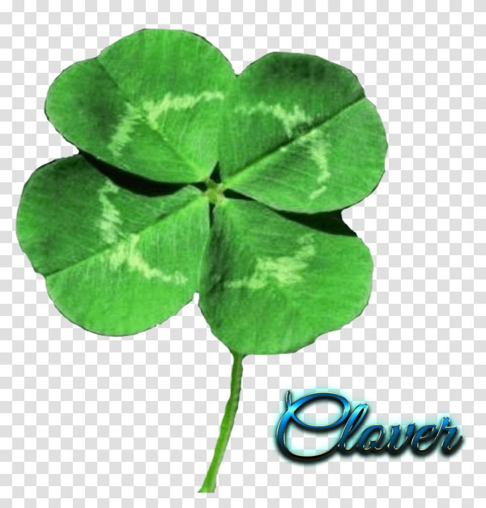 Four Leaf Clover Background, Plant, Green, Vine Transparent Png