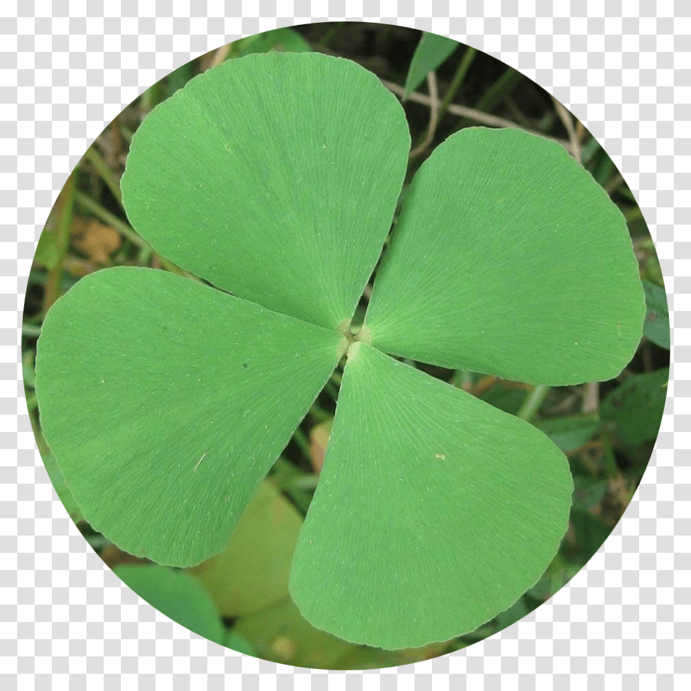 Four Leaf Clover - Chalily Lovely, Plant, Droplet, Green Transparent Png