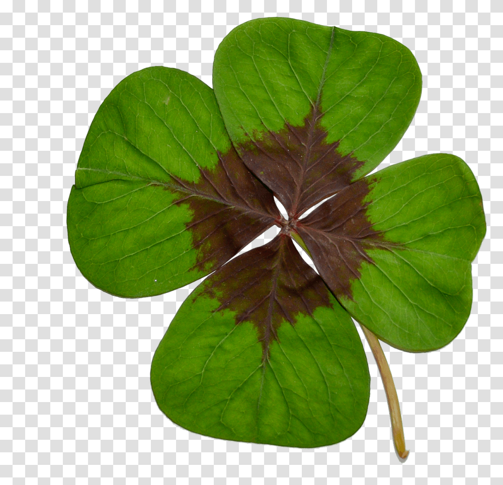 Four Leaf Cloverluckgreennaturetransparent Background Clover, Plant, Veins,  Transparent Png