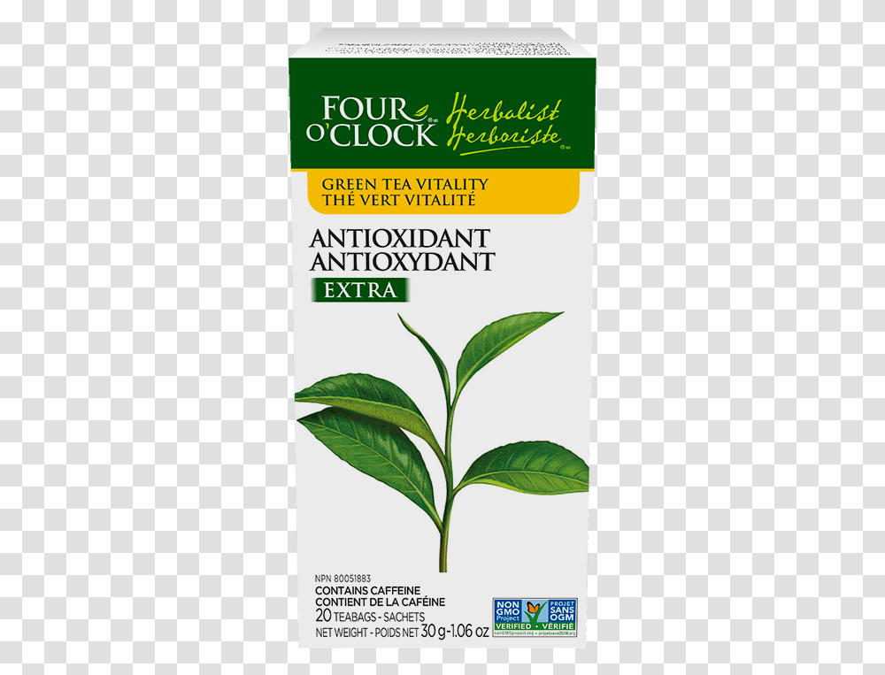 Four O Clock Herboriste, Plant, Label, Vase Transparent Png
