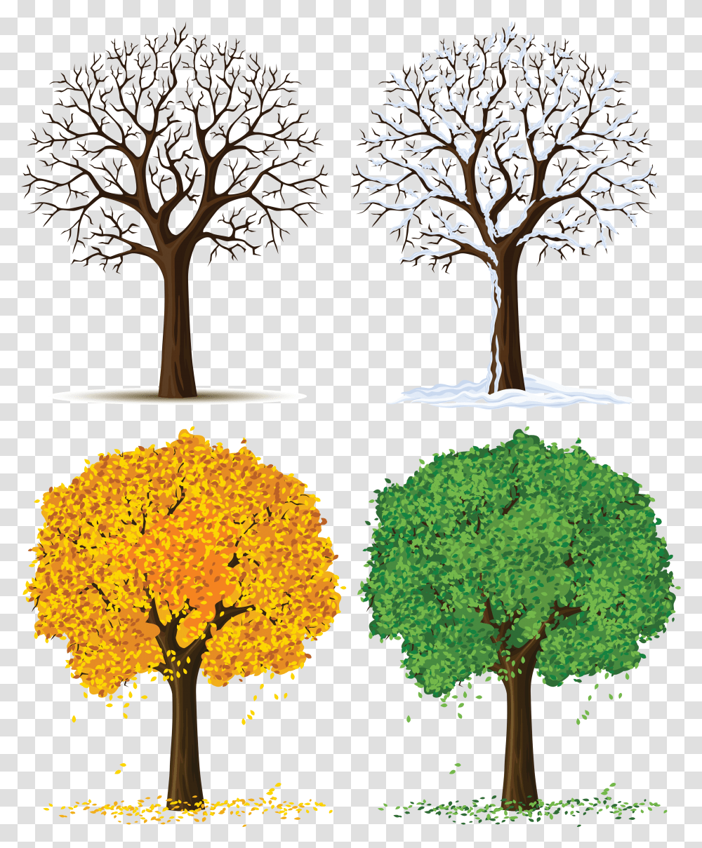 Four Seasons Tree Clipart Tree Changes During Seasons, Plant, Vegetation, Maple, Outdoors Transparent Png