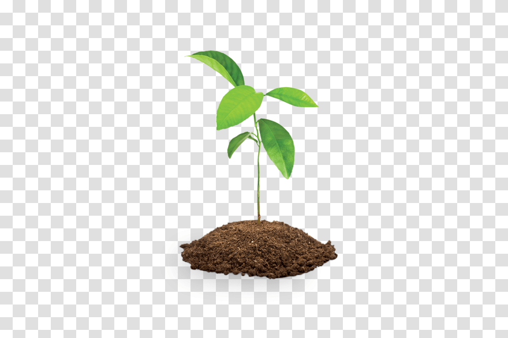 Four Tree Saplings Save The Children Shop, Plant, Leaf, Sprout Transparent Png